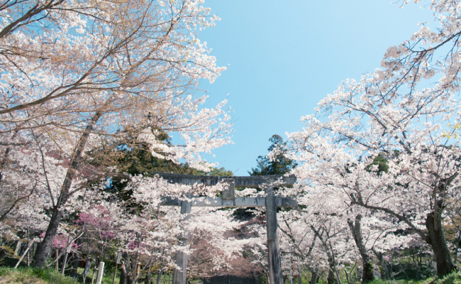 Kamado Shrine Sakura in Dazaifu City (photo: kamadojinja.or.jp)
