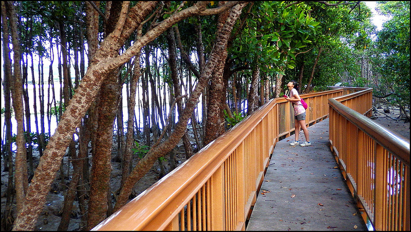 Mangroves of Okinawa walkway