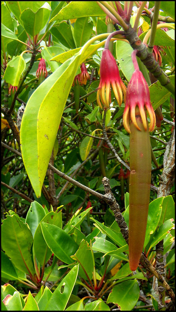 The Typical Hanging Flower and "Fruit" of a Mature Mangrove "......All mangroves flower but some don't produce seeds which fall off like other plants but rather 'live plants'. The fertilised seed develops into a seedling while still attached to the flower. The seedling is merely a long, cigar shaped 'stem' (called a propagule) and this grows for up to a year on the tree before it is ready to find a place of its own to grow.   When it reaches about 20 cm (8 inches), depending on the species, it drops off and is carried by the tide. These seedlings are often washed up onto tropical beaches. If the seedling gets carried into brackish water shallows (part fresh, part salt water) and is lodged into a muddy bottom, roots are quickly sent out to take hold in the soil and the stem grows upward and produces leaves......"   Text source: www.wettropics.gov.au/mangroves-info  
