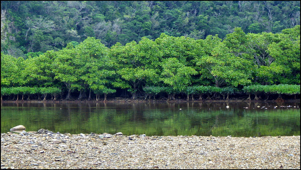 Layers of Tree Growth on the South Bank of the OURA RIVER Another visually layered photo for your consideration.   Notice the easy-to-cross, rock-and-sand river-bed along the foreground shores of the OURA RIVER along Route 18.   Depending on time of year, and how successive river flows after storms and typhoons have changed the river bed, you can usually find safe, hard-bottomed shallows to slosh across to get to the Mangroves --- with absolutely NO dangerous or mucky "Mangrove Mud" in which to find yourself trapped and slowly sinking !   Interestingly, the far bank is where the sand and stones quickly change to mud and silt. Test your footing as you make your way through some gaps in the trees (off frame here). Call it quits and back off if you start sinking into the mud.