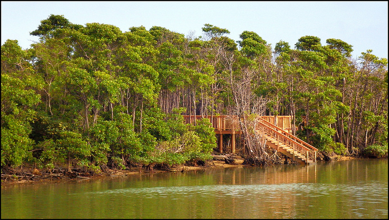 Mangroves of Okinawa walkway to river