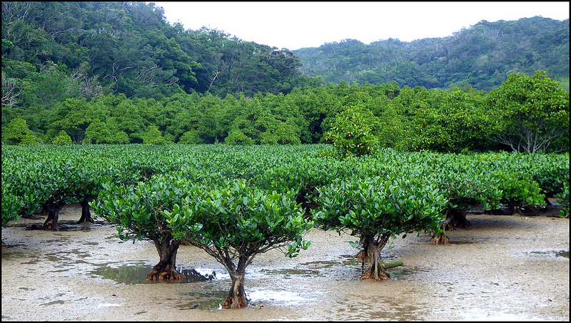 Mangroves of Okinawa young trees at base of hills