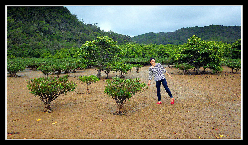 Young Trees Lead Back to Older and Denser Mangrove Forest We have just waded across the clear shallows of the OURA RIVER to get to this spot. The supportive sand-and-gravel river-bed has suddenly changed into the low-tide mud flats the the Mangoves love.   Fortunately, there is enough sand mixed with the mud that we can walk back a little father without sinking in. Going back beyond the two larger trees seen behind the young lady is probably not a good idea...especially if you are alone. I'd hate to find myself waist deep in mud, and unable to call for help or extract myself when the tide starts coming in.