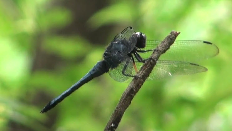 Dragonfly at Yanbaru Mangrove Forest