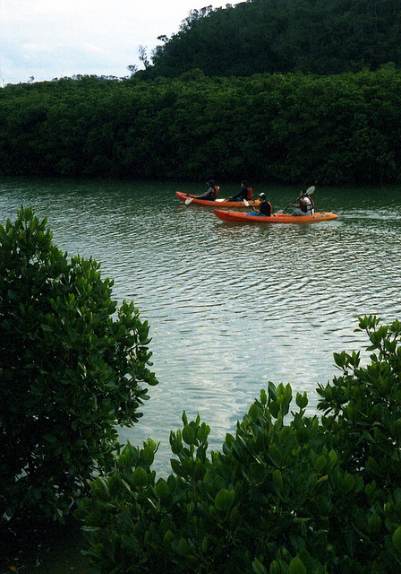 Yanbaru mangrove Forest kayaking