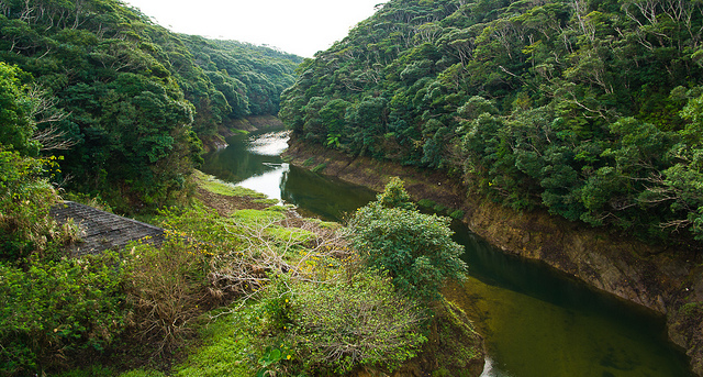 Yanbaru mangrove Forest view