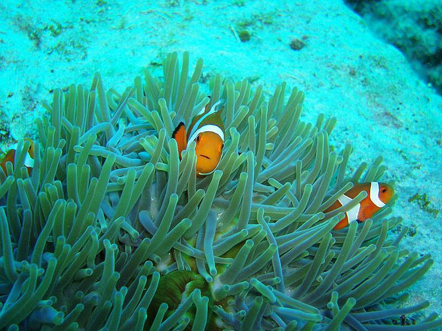Diving at Kerama Islands- Nemo!! (photo: MollaAliod/flickr)