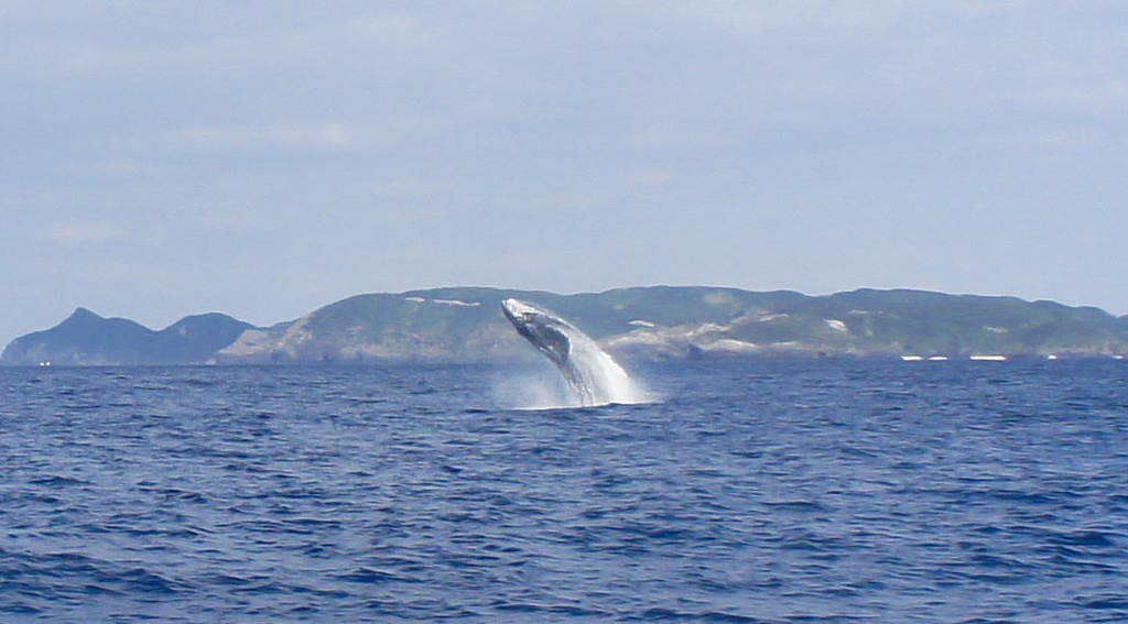 Whale breaching on Yakabijima, Kerama, Okinawa (photo:  marylkayoe/flickr)