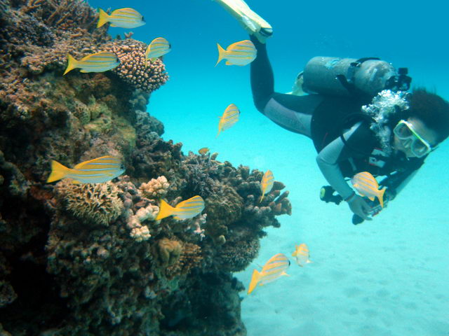 Kerama Islands - yosuji-fuedai -bluestripe snapper (photo:  Nemo's great uncle/flickr)