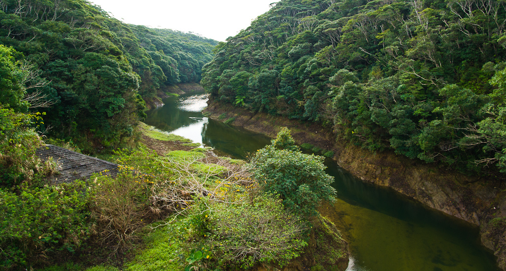 Beautiful Yanbaru Mangrove Forest (photo:  Ippei & Janine Naoi/flickr)