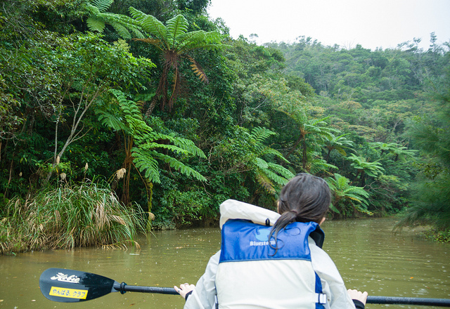 Yanbaru Mangrove Forest Kayaking (photo: Ippei & Janine Naoi/flickr)