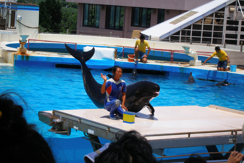 Churaumi aquarium dolphin show