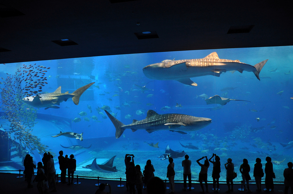 Churaumi aquarium big aquarium whale sharks