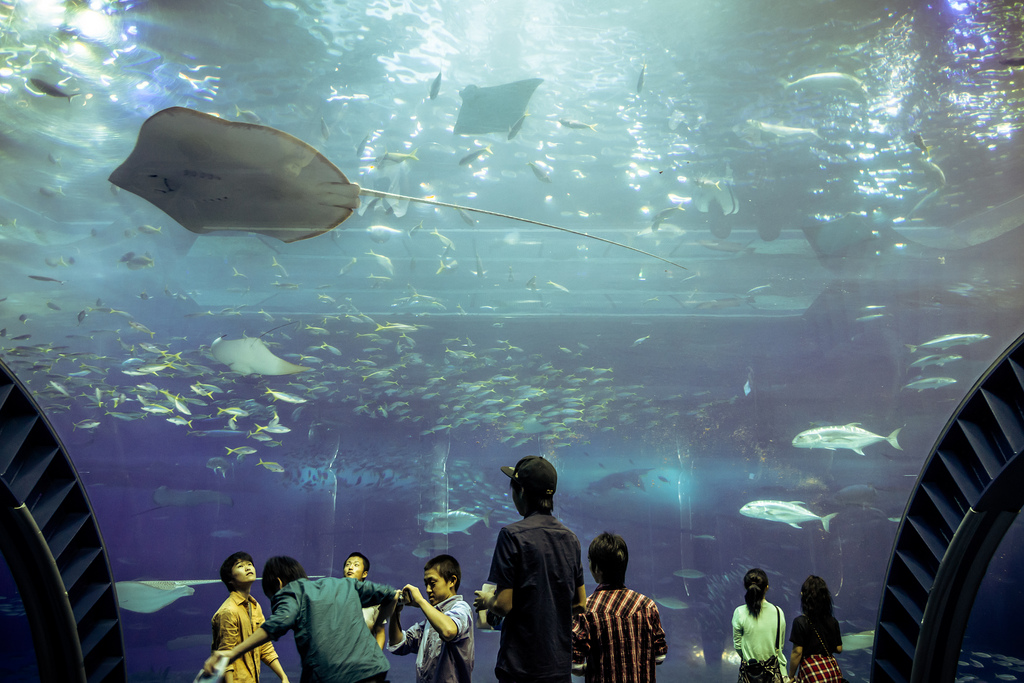 Beneath the big tank at Churaumi aquarium