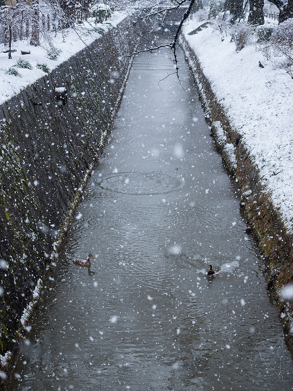 Feb 2014 -Snow in Kyoto (photo:  Norihiro Kataoka/flickr)