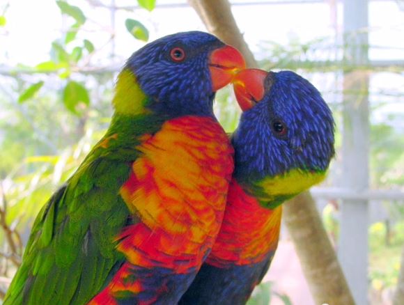 Okinawa Fruits Land Tropical Birds Kissing