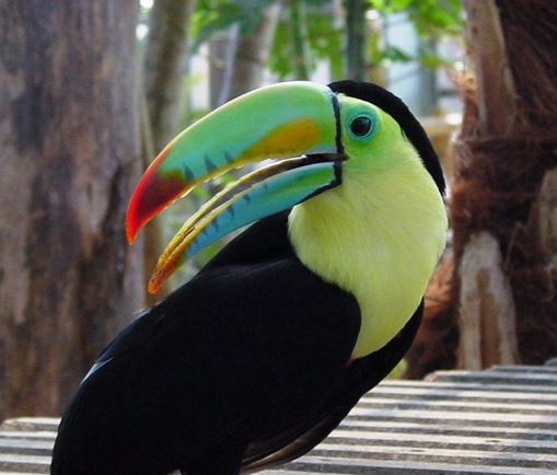 Okinawa Fruits Land Tropical Bird