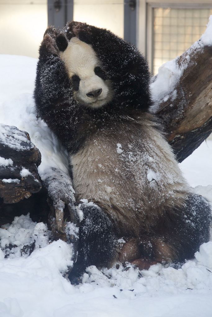 Giant Panda Li Li Loved the Snow at Ueno Zoo 2