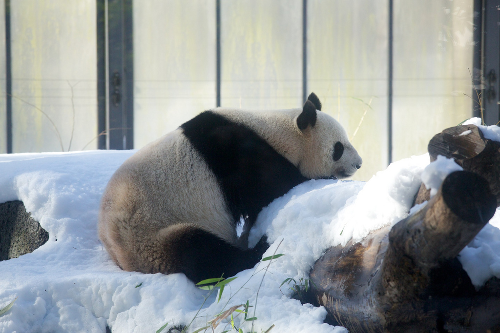 Giant Panda Shin Shin Loved the Snow at Ueno Zoo
