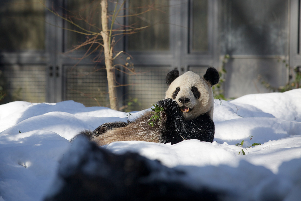 Giant Panda Li Li Loved the Snow at Ueno Zoo