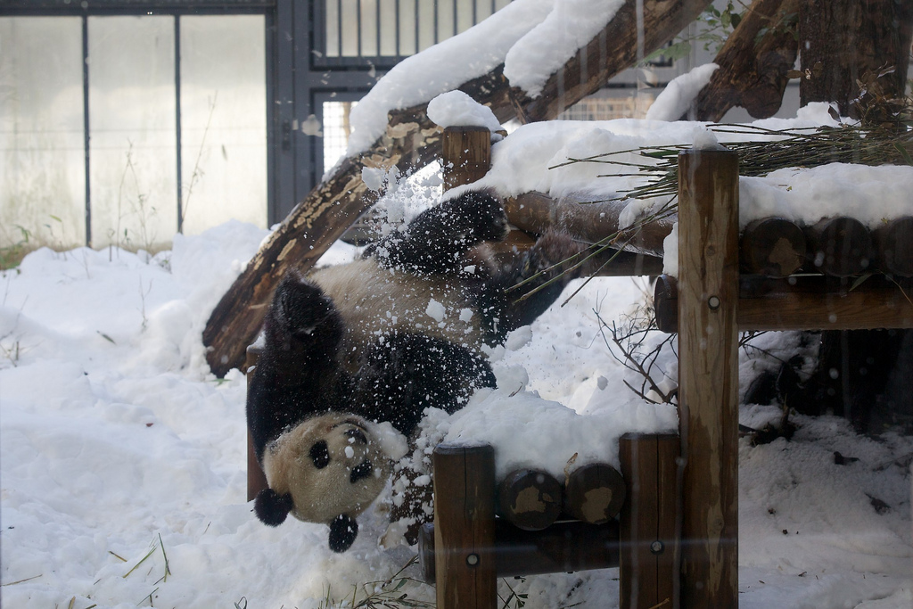 Giant Panda Shin Shin Plays in Snow at Ueno Zoo