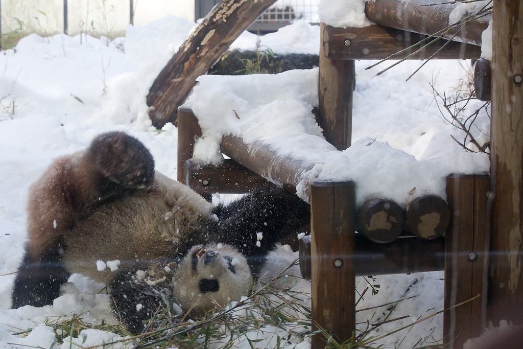 Giant Panda Shin Shin Plays in Snow at Ueno Zoo 3