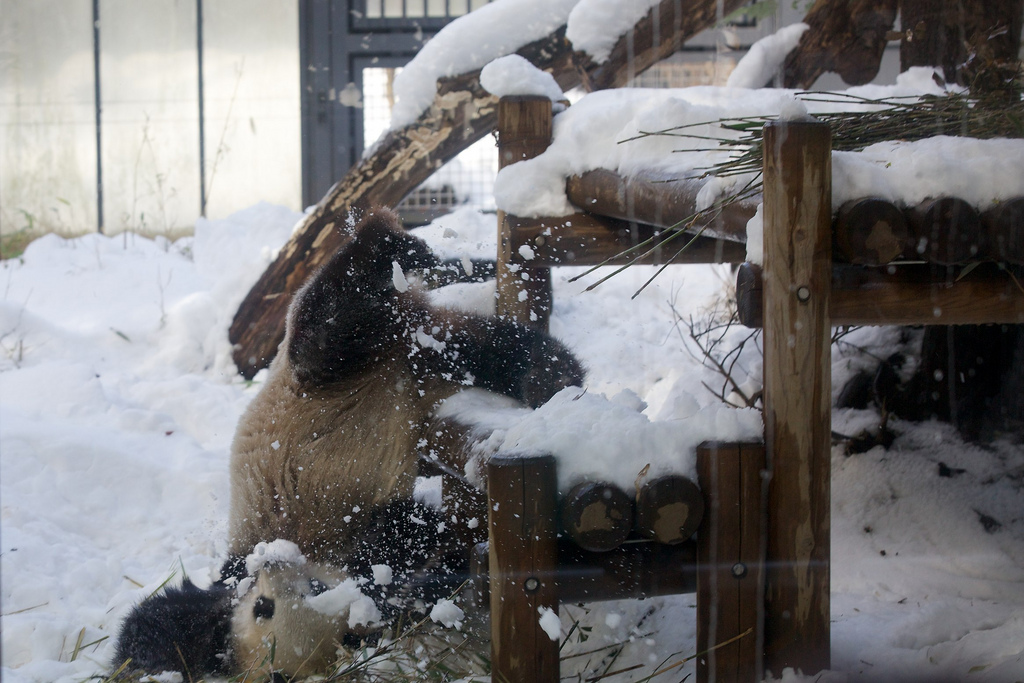 Giant Panda Shin Shin Plays in Snow at Ueno Zoo 2