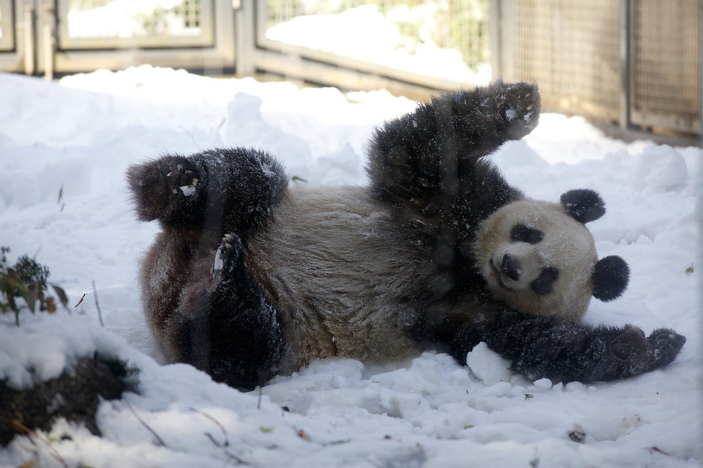 Giant Panda Shin Shin Plays in Snow at Ueno Zoo 4