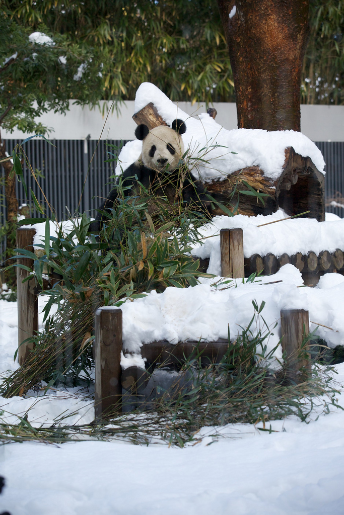 Giant Panda Li Li Loved the Snow at Ueno Zoo 3