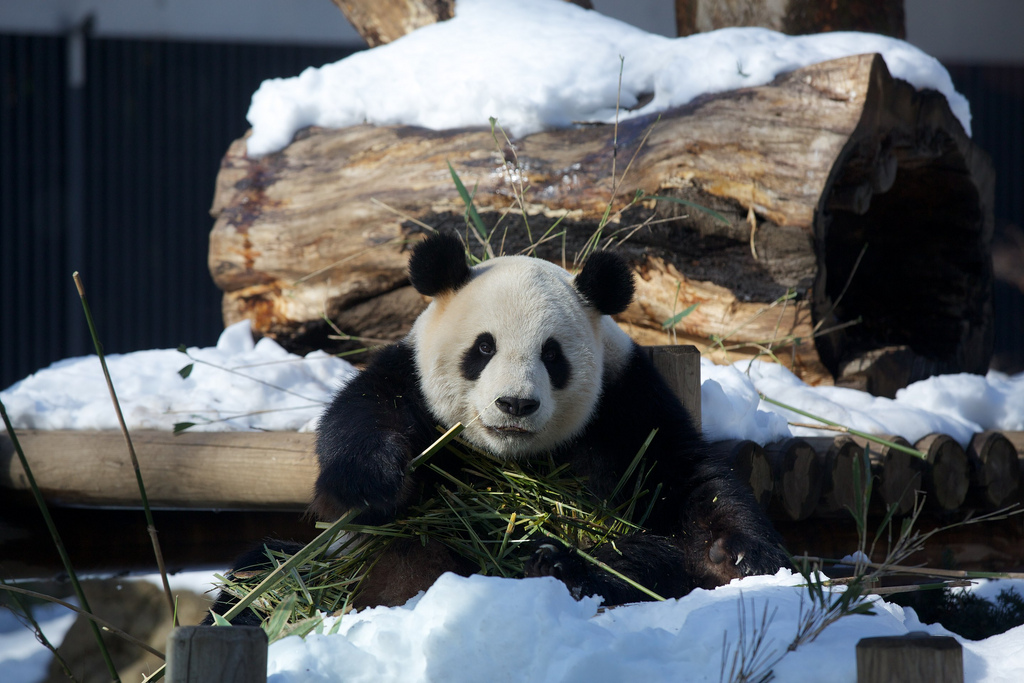 Giant Panda Li Li Eating Bamboo in Snow at Ueno Zoo