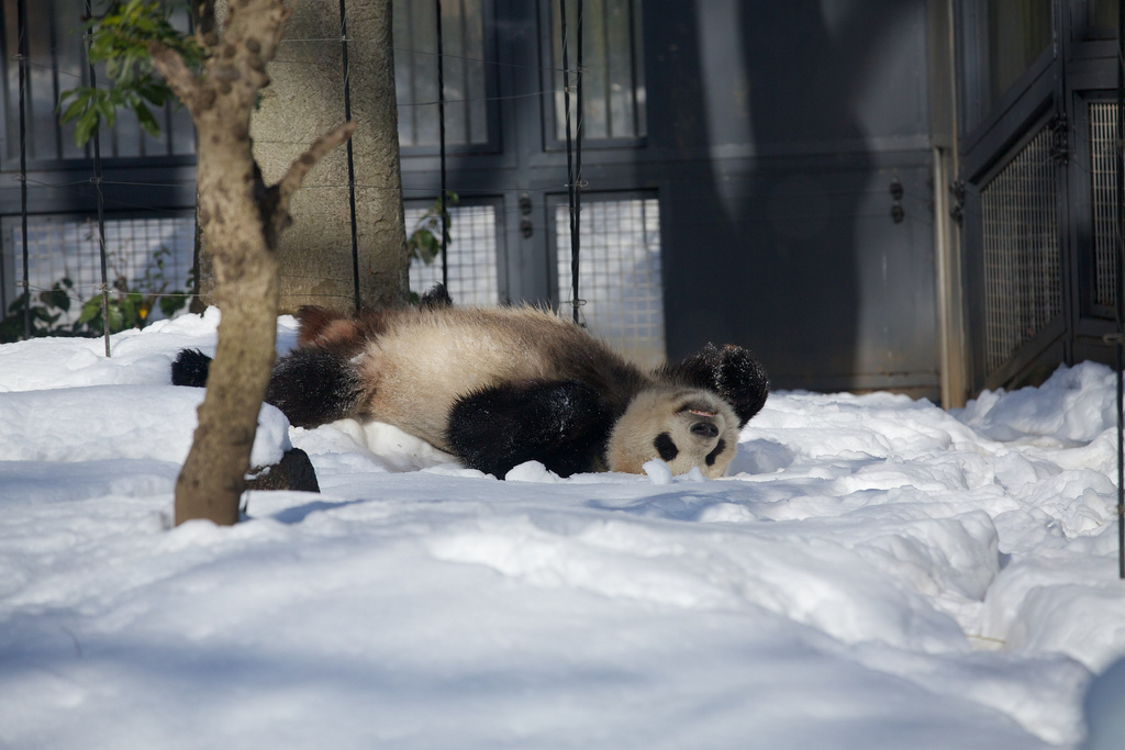 Giant Panda Li Li Playing in the Snow at Ueno Zoo