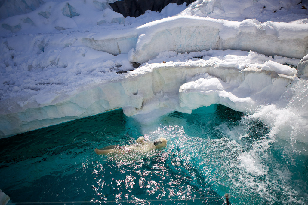 Polar Bear swimming in Snow at Ueno Zoo