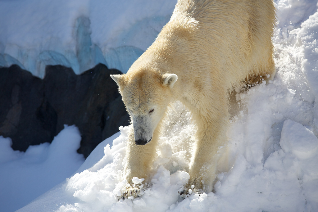 Polar Bear Playing in Snow at Ueno Zoo