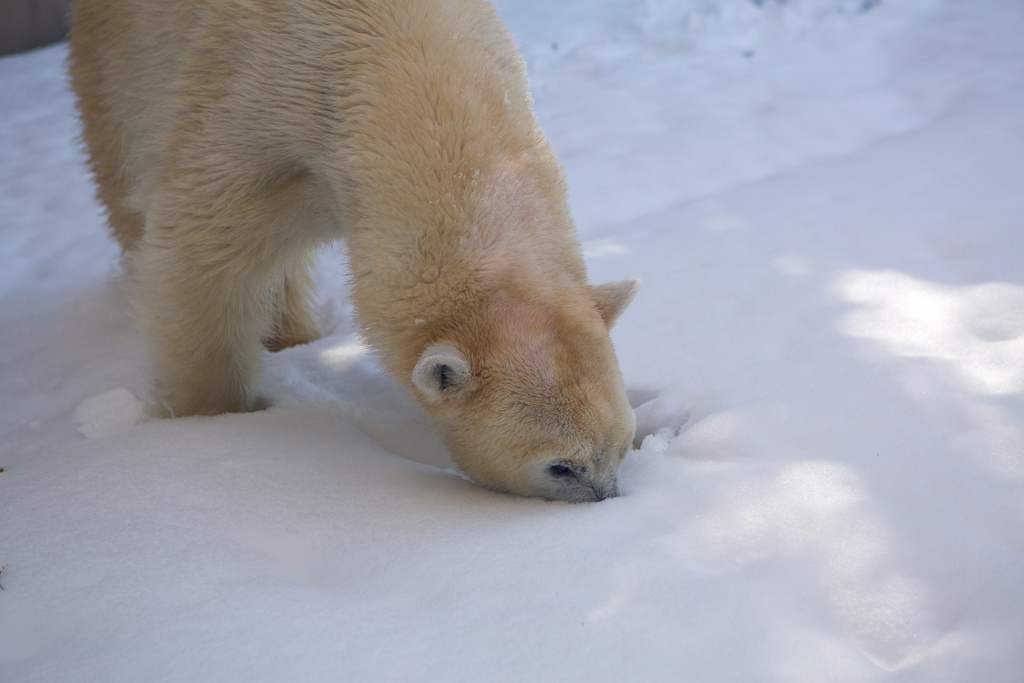 Polar Bear Playing in Snow at Ueno Zoo 2