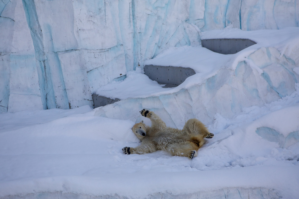 Polar Bear Playing in Snow at Ueno Zoo 3