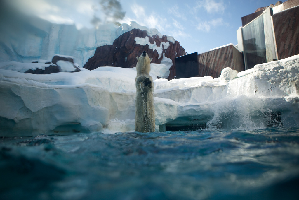 Polar Bear Praying for more Snow at Ueno Zoo