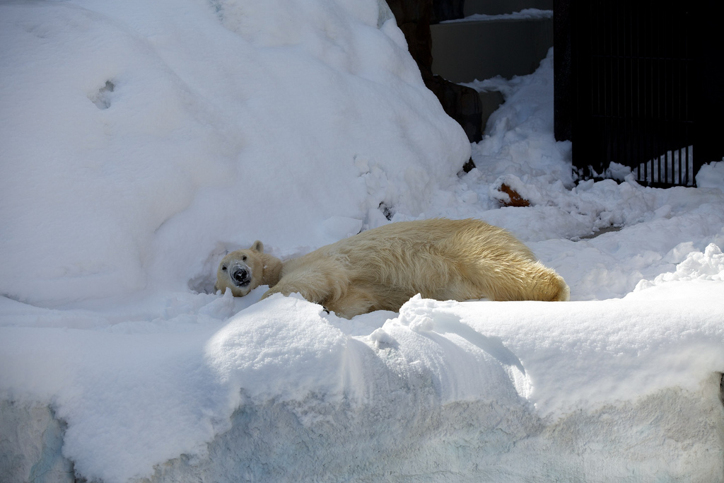 Polar Bear Playing in Snow at Ueno Zoo 4