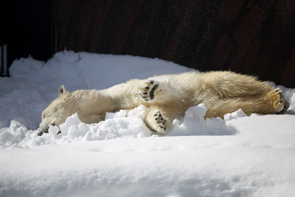 Polar Bear napping in Snow at Ueno Zoo