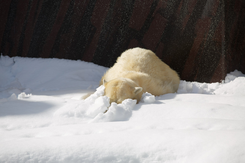 Polar Bear playing hide and seek in Snow at Ueno Zoo