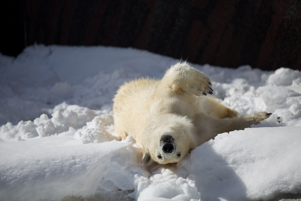 Polar Bear Snow fun at Ueno Zoo