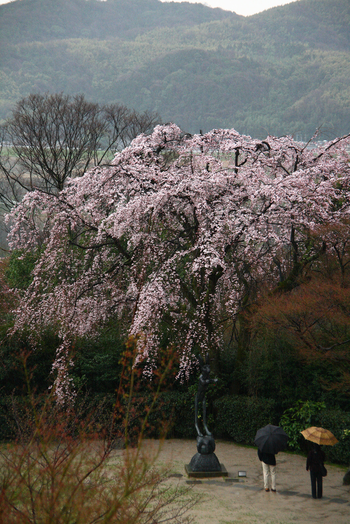 Cherry blossom Asahi Beer Oyamazaki Villa Museum