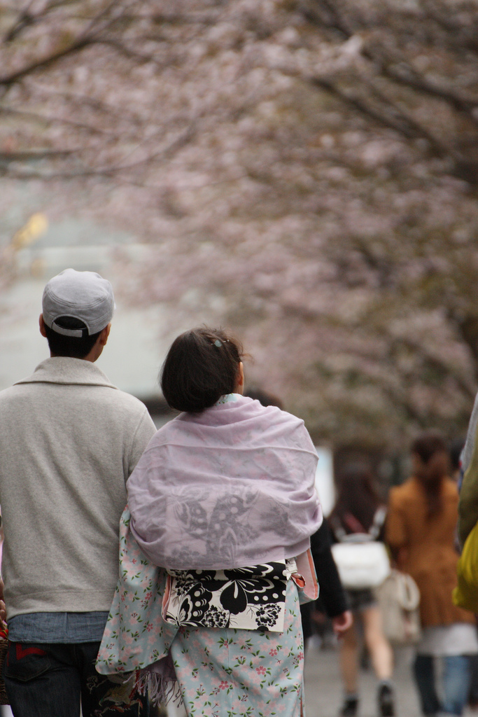 Hokkaido Shrine cherry blossoms (photo: iyoupapa/flickr)