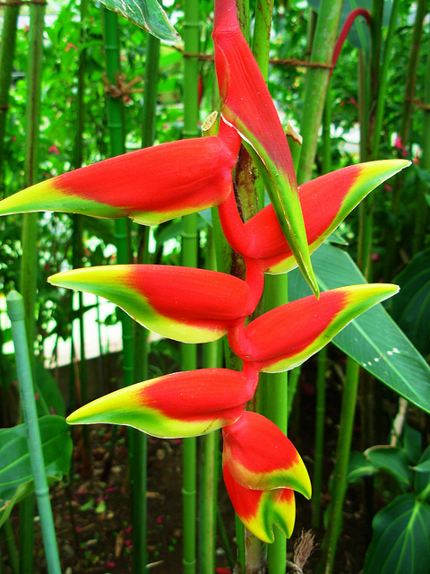 Heliconia blossoms in the greenhouse at the Shinjuku Gyoen gardens (photo: aidaneus/flickr)