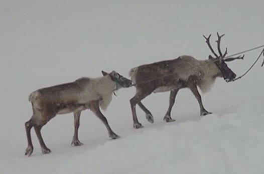 Niseko Village Reindeer