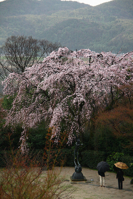 Cherry Blossoms at Asahi Beer Oyamazaki Villa Museum in Kyoto (photo: Yuki Shimazu/flickr)