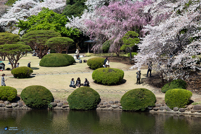 Shinjuku Gyoen cherry blossoms (photo:  - Rob Towell/flickr)