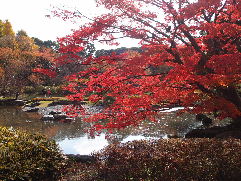 Red maple leaves @ Imperial Palace East Garden @ Tokyo