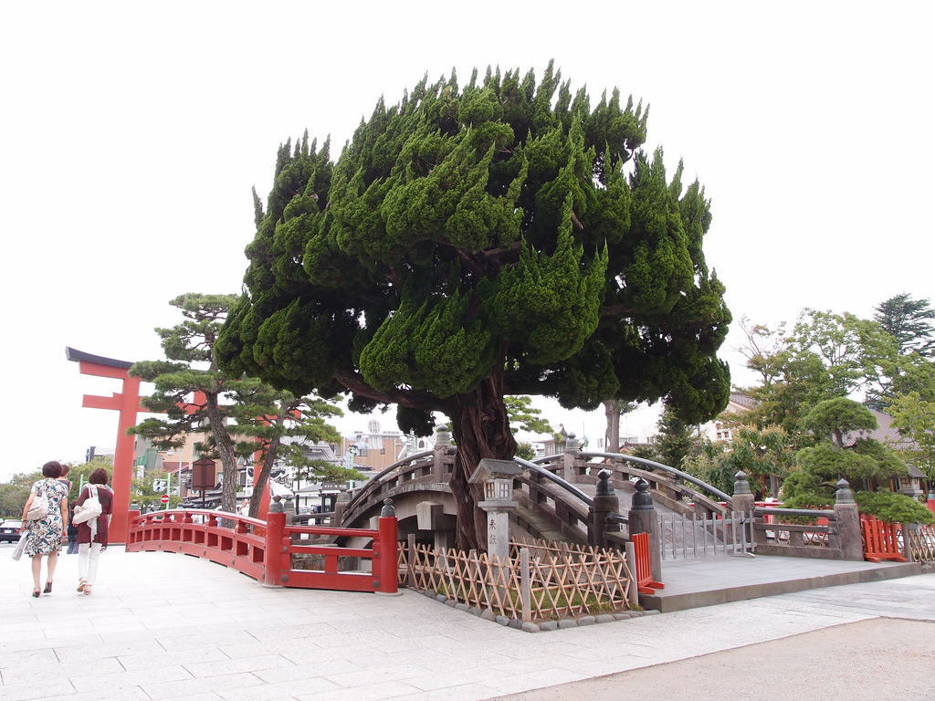 Tsurugaoka Hachiman-gu Shrine @ Kamakura