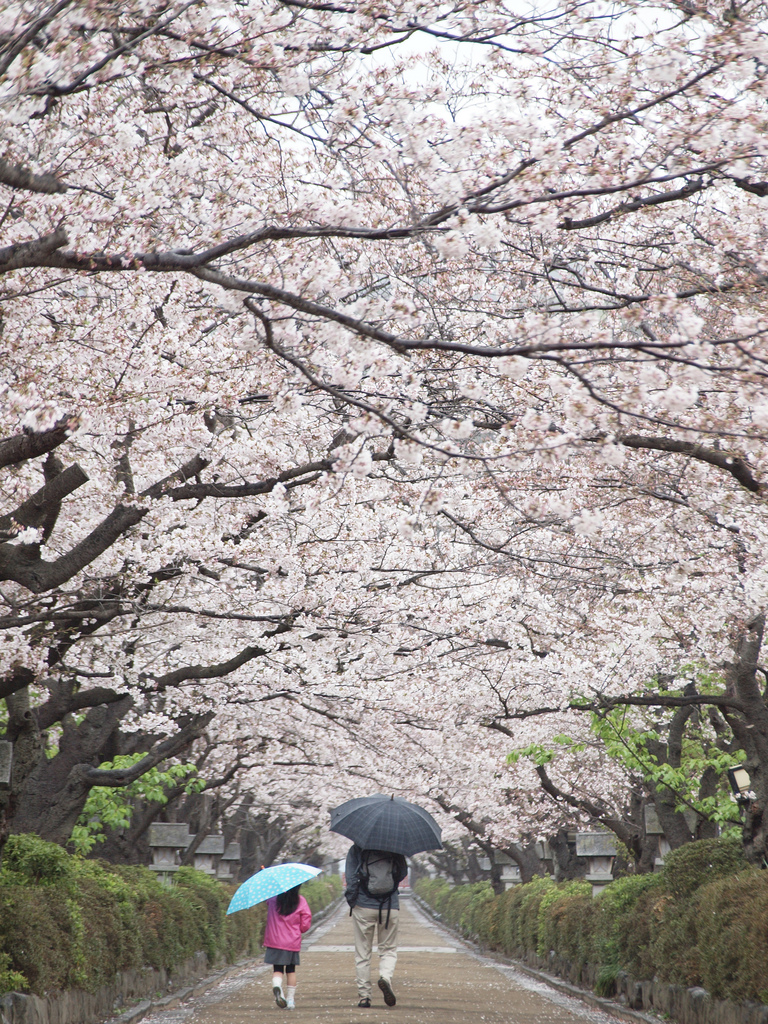 Dankazura is a pedestrian path in the center of Wakamiya Oji street, lined with hundreds of cherry trees. During the cherry blossom season, which usually takes place in the beginning and mid April, the trees form a spectacular tunnel of white blossoms.
