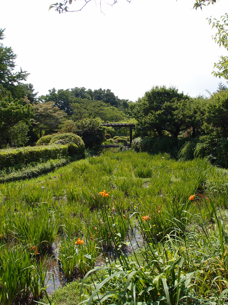 Koishikawa Botanical Garden